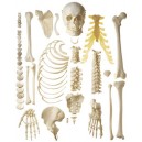 Squelette et mannequin